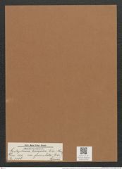 Cystopleura turgida var. granulata (Ehr.) Brun. (de-Toni-Nr.: Genus 103, Species 3116) Zeichnungen Sammlung Grunow Mappe 03350 (Herbarium_W_Grunow_drawings_Folder_03350)